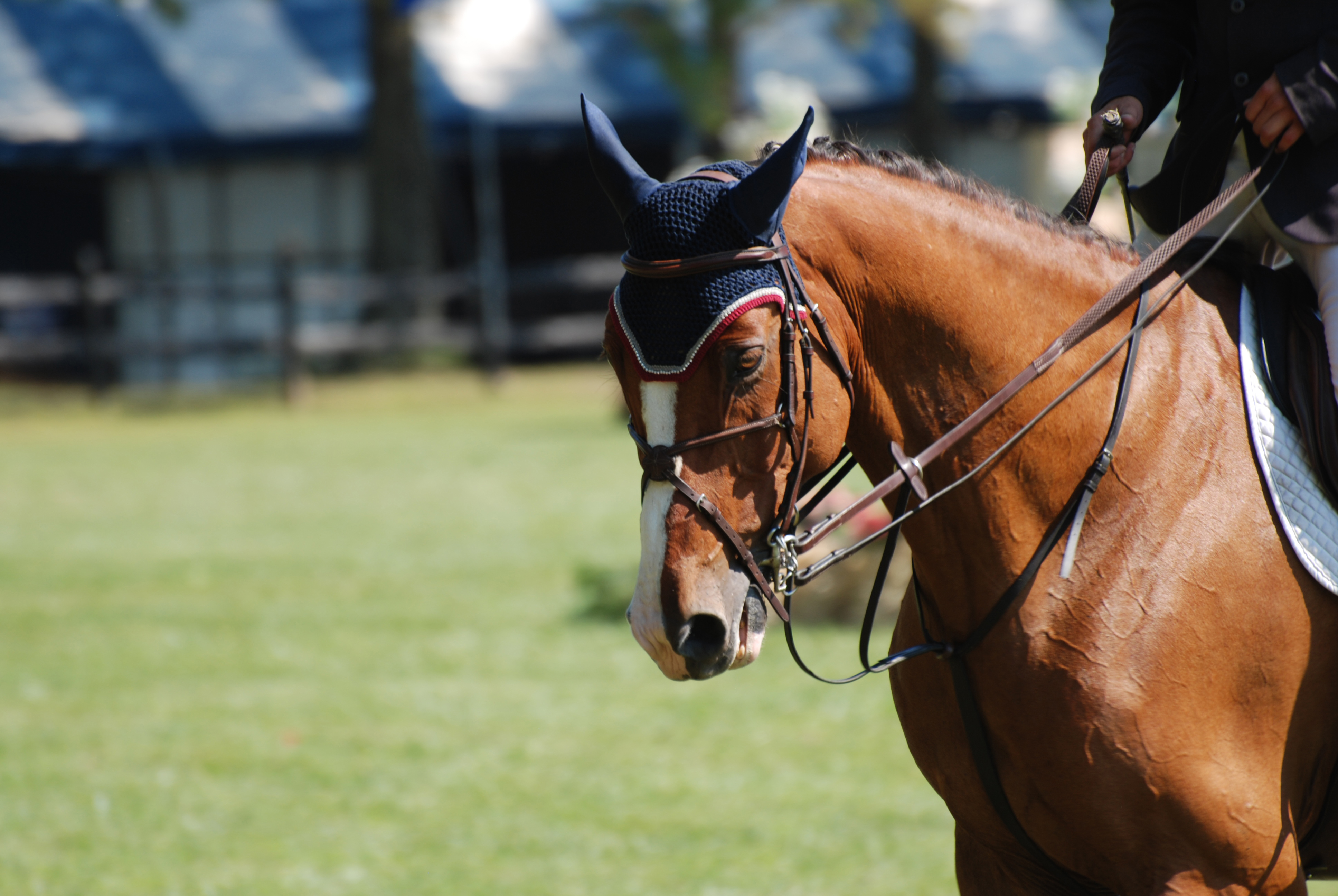 Equestrian Canada: Concussion Awareness